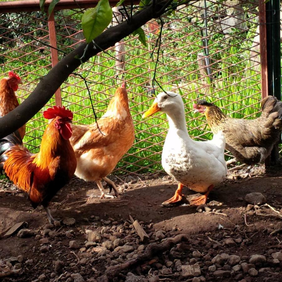 Le Case Di Bacco Santa Venerina Dış mekan fotoğraf